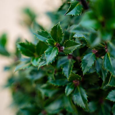 Photo of holly leaves.