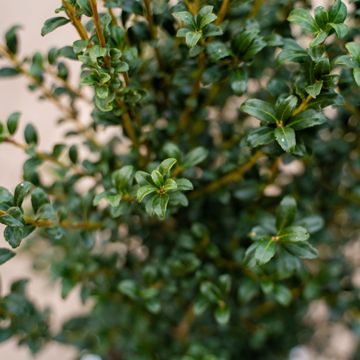 Photo of holly leaves, close up.