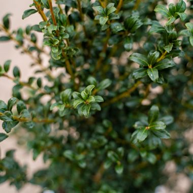 Photo of holly leaves, close up.