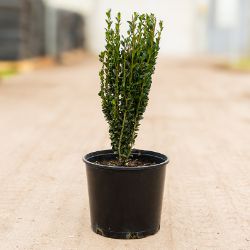 Sky Pencil Holly tree in pot.