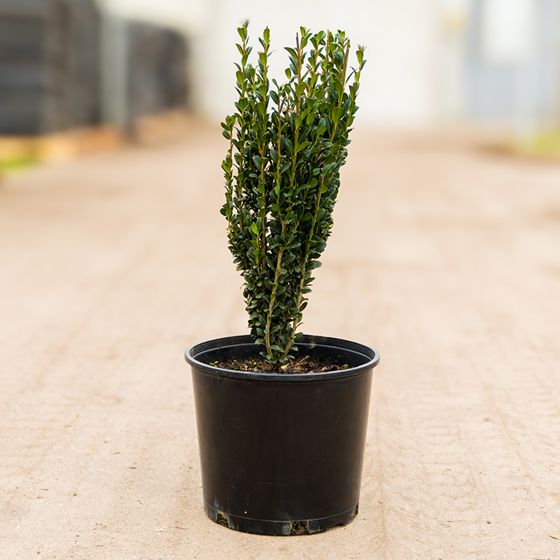 Sky Pencil Holly tree in pot.