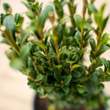 Close up of holly leaves.