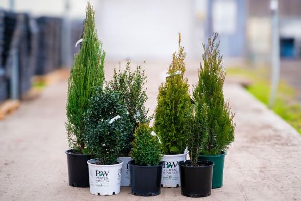 Collection of evergreen trees in pots.