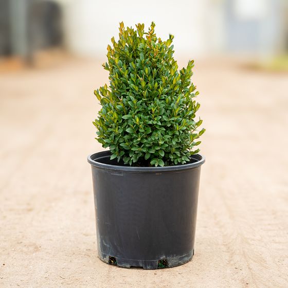 Boxwood plant in pot.