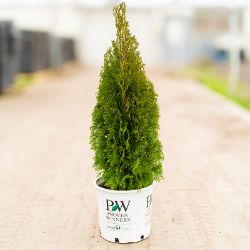 Arborvitae in pot.