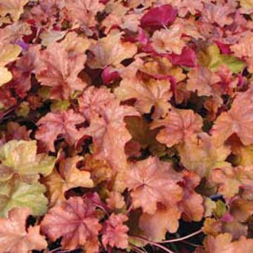 Photo of Dolce™ Peach Melba Coral Bells Heuchera Plant