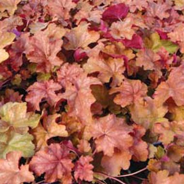 Photo of Dolce™ Peach Melba Coral Bells Heuchera Plant