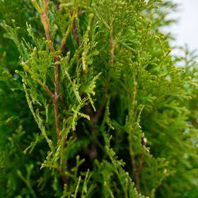 Close up of arborvitae needles.