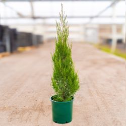 Shrub in pot at nursery