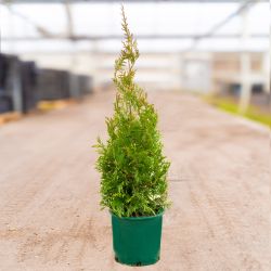 Arborvitae tree in green pot.