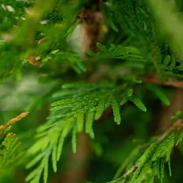 Close up of green giant needles.