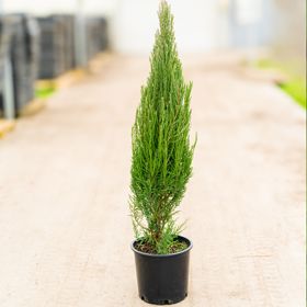 Juniper landscape tree in black pot.