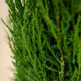 Close up of green juniper needles.