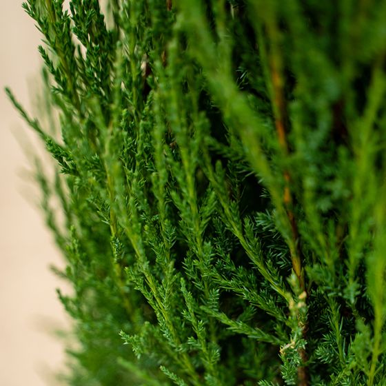 Close up of green juniper needles.