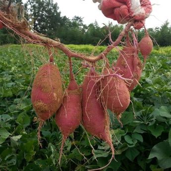 Sweet potatoes on the root, freshly pulled from the gournd.