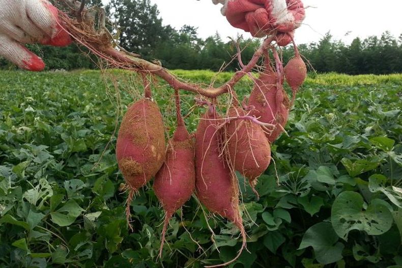 Sweet Potato Plants