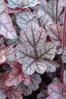 Photo of Venus Heuchera Plant