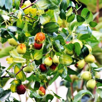 Jujubes ripening on the tree.