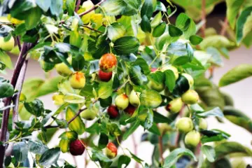 Jujubes ripening on the tree.