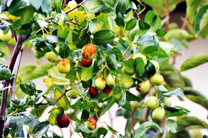 Jujubes ripening on the tree.