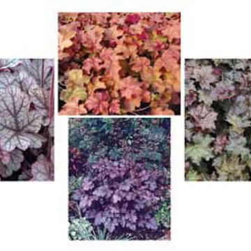 Photo of Coral Bells Heuchera Collection