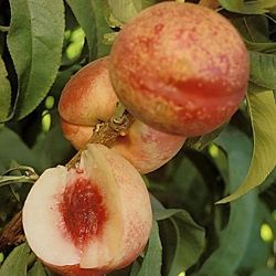 Ripe nectarines, whole and sliced.