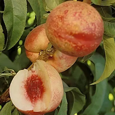 Ripe nectarines, whole and sliced.