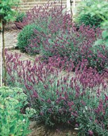 Photo of Hidcote Pink Lavender