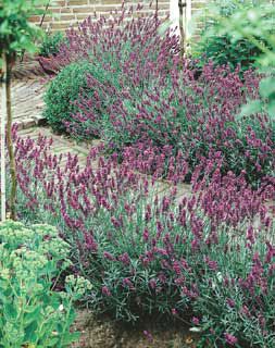 Photo of Hidcote Pink Lavender