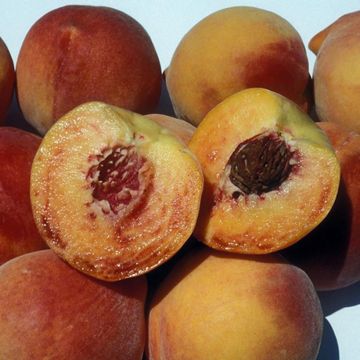 Ripe peaches, whole and sliced.