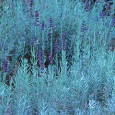 Photo of Hidcote Lavender