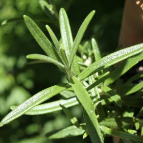 close up of french tarragon plant