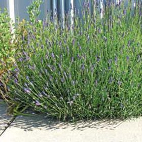 Photo of Munstead Lavender