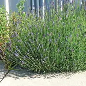 Photo of Munstead Certified Organic Lavender