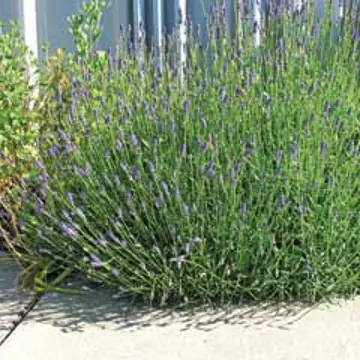 Photo of Munstead Certified Organic Lavender
