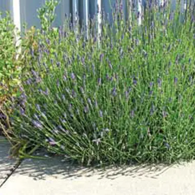 Photo of Munstead Certified Organic Lavender