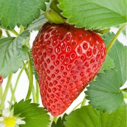 Red strawberry on plant