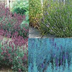 Photo of Stark® Lavender Assortment