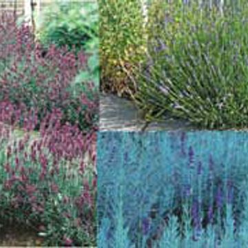 Photo of Stark® Lavender Assortment