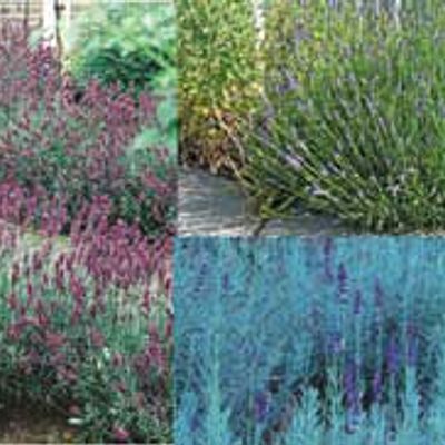 Photo of Stark® Lavender Assortment
