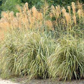 Photo of Japanese Silver Grass