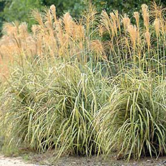 Photo of Japanese Silver Grass
