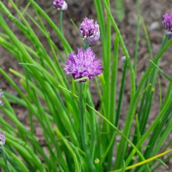 Onion Chives in Bloom