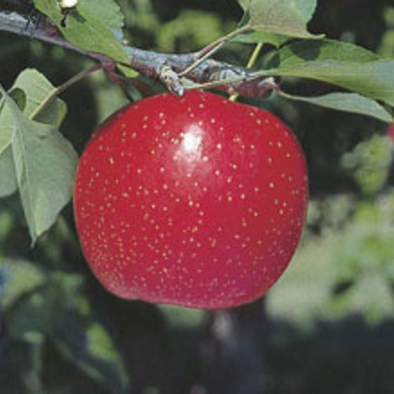 Stark® Super Red Fuji Apple Tree - Stark Bro's