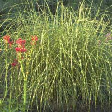 Photo of Little Zebra Ornamental Grass