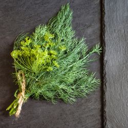 Harvested dill on counter