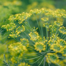 Dill bloom