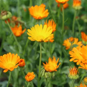 View details for this product Orange Calendulas in bloom