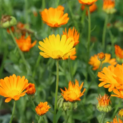 Orange Calendulas in bloom