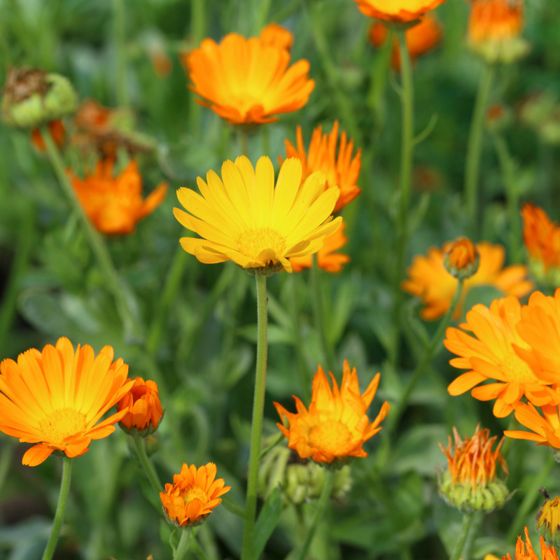 Orange Calendulas in bloom